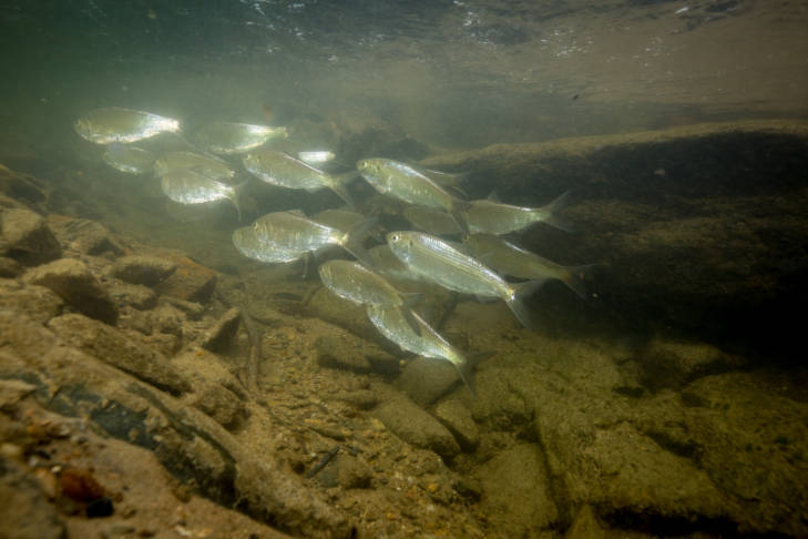 alewife are anadromous, spawning in Virginia's freshwater streams and living as adults in saltwater