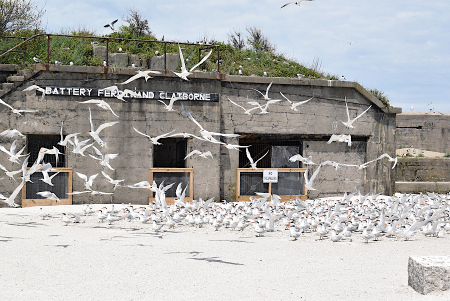 relocation of the nesting colonies was successful, and Fort Wool was crowded with birds starting in the 2020 nesting season