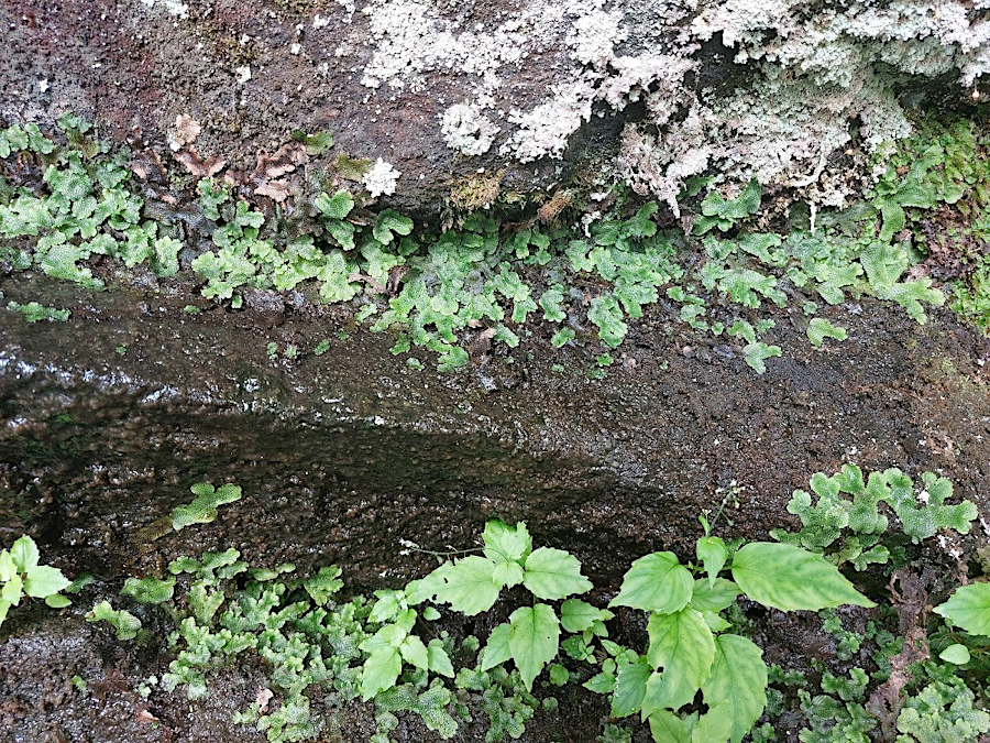 in primary succession, bare rock is gradually covered by lichens, mosses, and liverworts