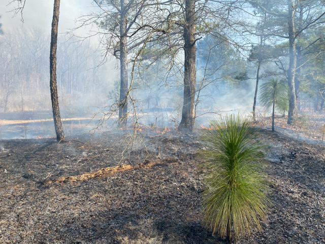 prescribed burns facilitate expansion of longleaf pine forests, since in the grass stage the species is fire-resistent