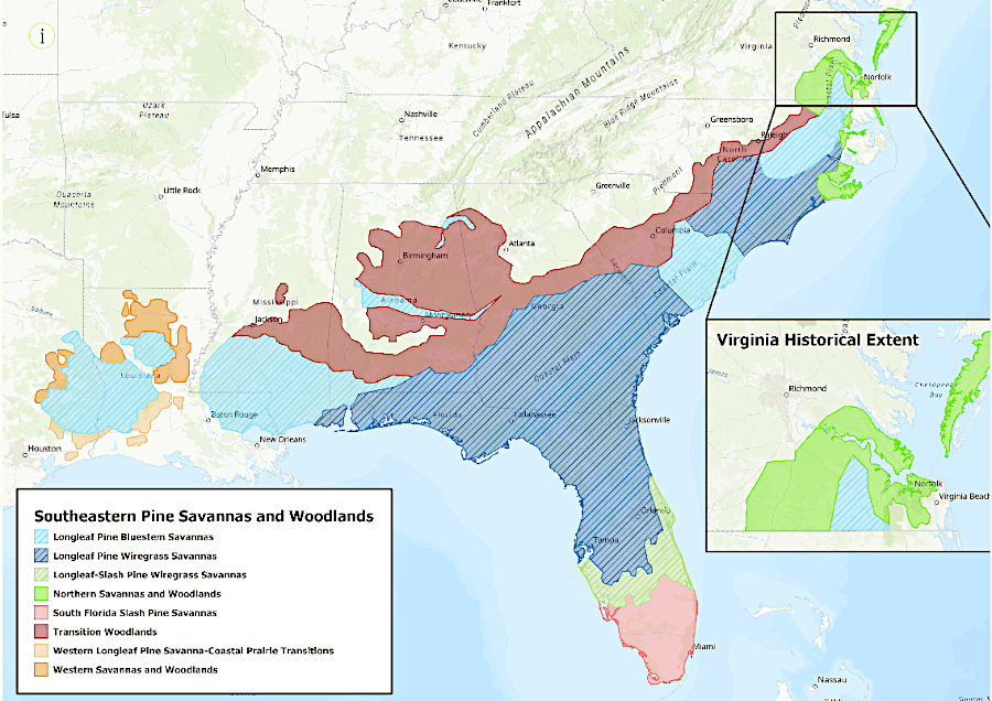 longleaf pine extended its range to Virginia by 1600