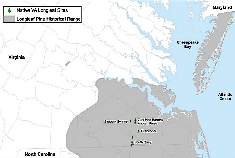 by 1600, the longleaf pine was growing north of the JamesRiver and on the Eastern Shore