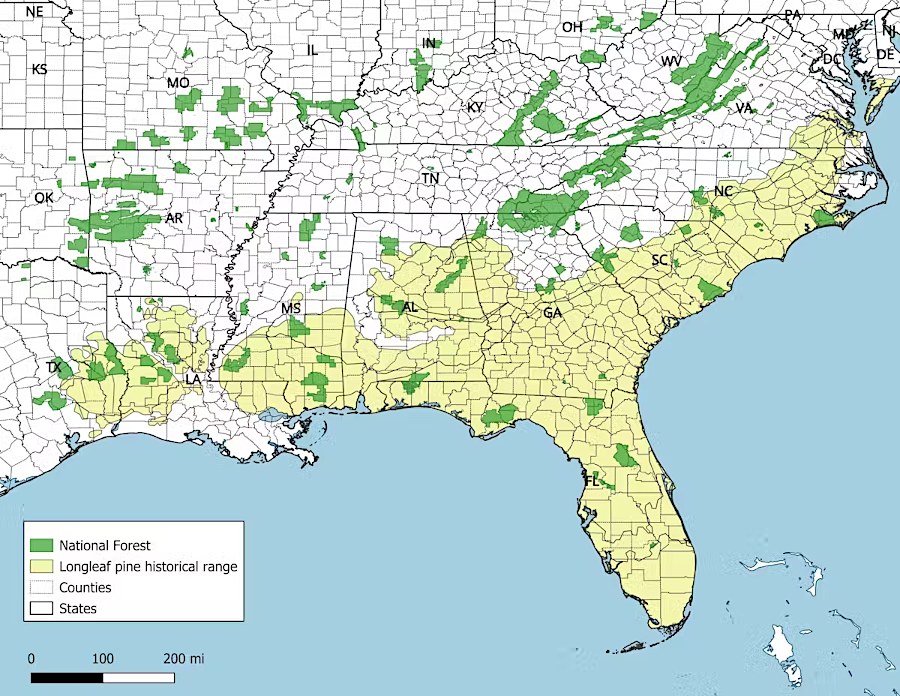 longleaf pine forests stretched from Texas to Virginia