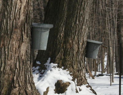 maple trees draw tourists to Highland County in the spring for sugar-making, and in the fall for leaf-looking