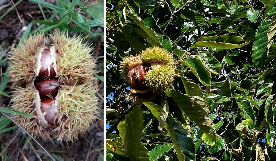 chestnut burs protect multiple nuts