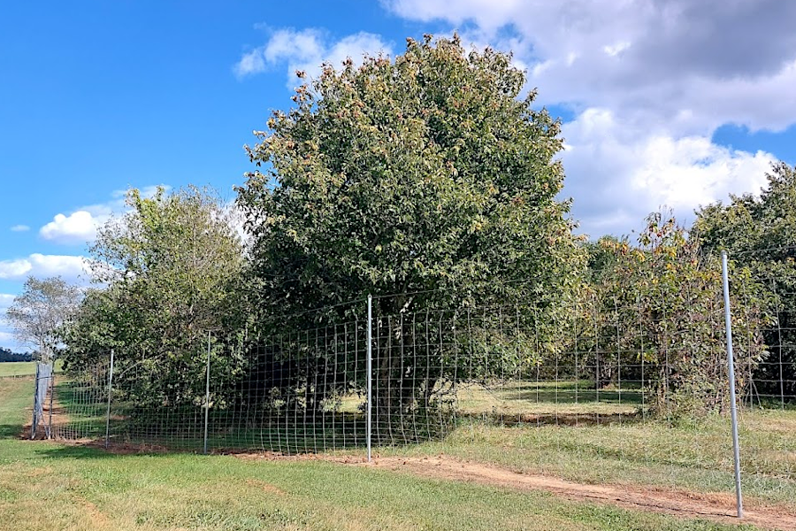 deer fences protect trees planted at The American Chestnut Foundation's Meadowview Research Farms