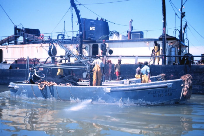 menhaden caught in nets are transferred to the mother ship for transport to a reduction center, where the valuable fish oil is extracted
