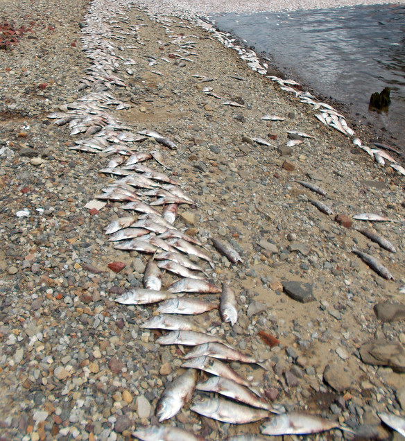 menhaden fish kills impact recreational opportunities on beaches in Massachusetts as well as in Virginia