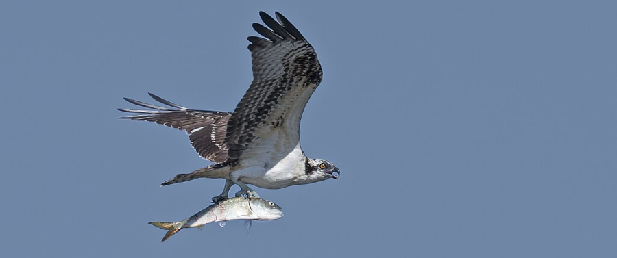 osprey depend upon oil-rich menhaden to raise a brood of chicks