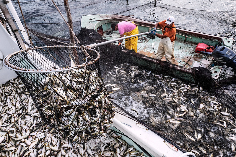 schools of menhaden are trapped in a purse seine net, then lifted into boats