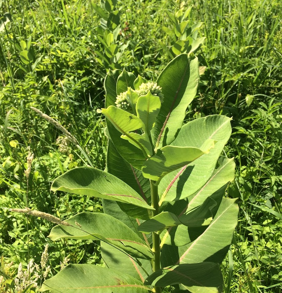plants in the milkweed family, such as Asclepias syriaca, provide toxins to monarch butterflies that protect the adults from predation