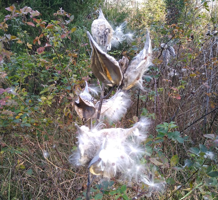 milkweed plants distribute seeds quickly through the wind