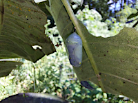 monarch chrysalis with ant visitor