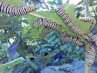 multiple caterpillars seeking a meal