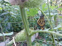adult soon after emerging from chrysalis