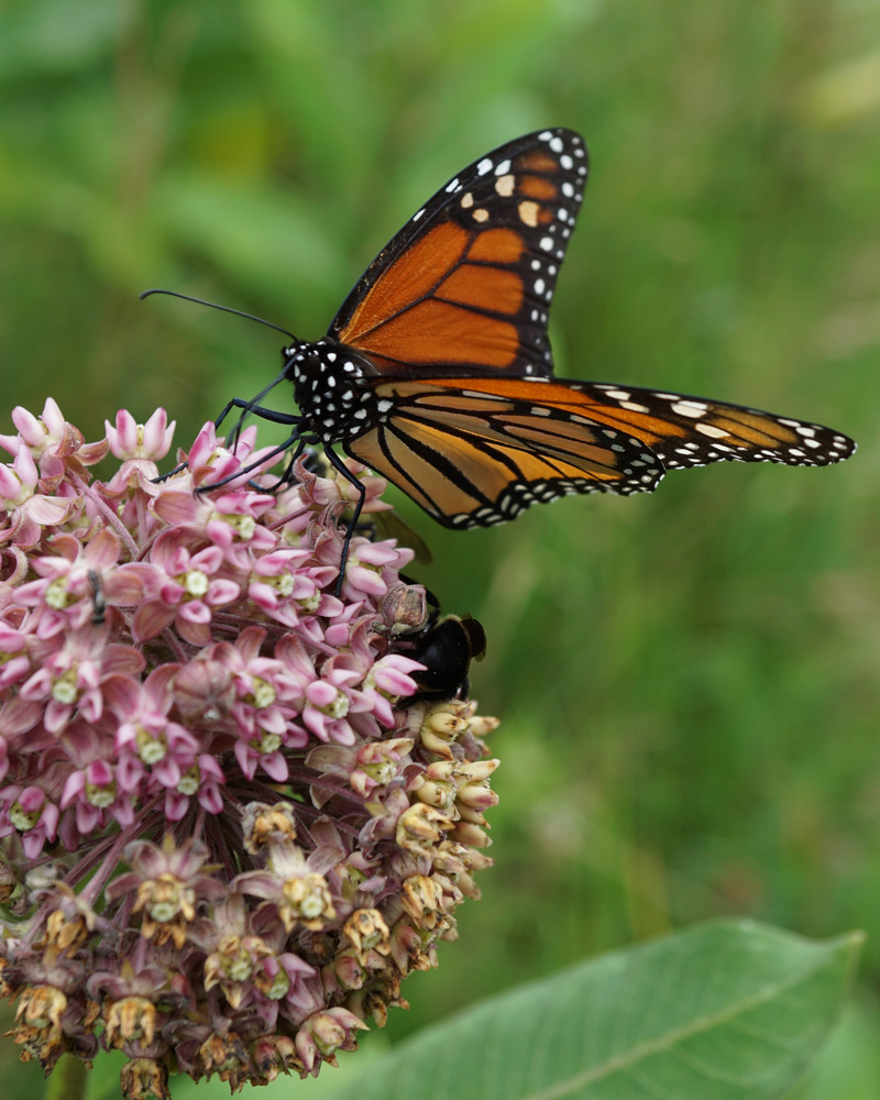 monarchs feed on milkweed as caterpillars, and on the nectar/pollen as adults