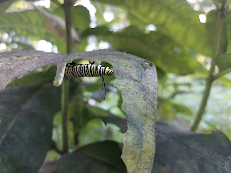 monarch caterpillars graze from the underside of leaves, providing some protection from hungry birds unfamiliar with their bad taste 