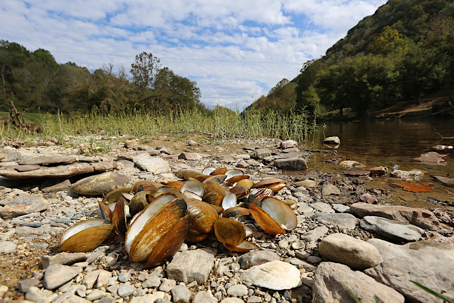 dead freshwater mussels collected by biologists from the Clinch River at Sycamore Island in 2019