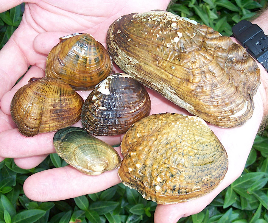 endangered freshwater mussels in the Clinch and Powell River watersheds  (Bottom diagonal row, left to right: Cumberlandian combshell, Oyster mussel. Middle Row: Shiny pigtoe, Birdwing pearlymussel, Cumberland monkeyface. Top row: Rough rabitsfoot)