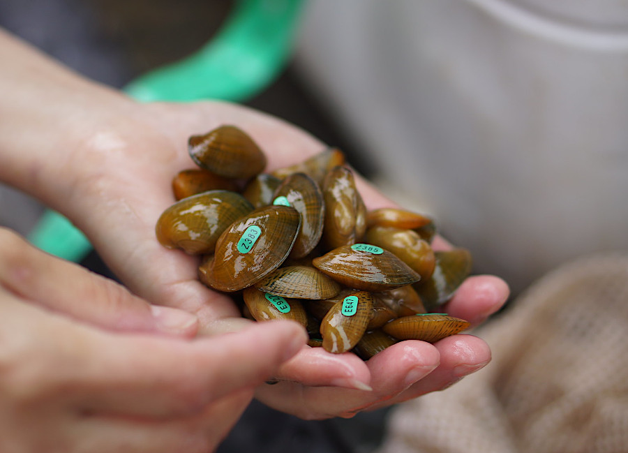 biologists labeled endangered mussels before planting them in the Powell River, so their survival and growth could be tracked later