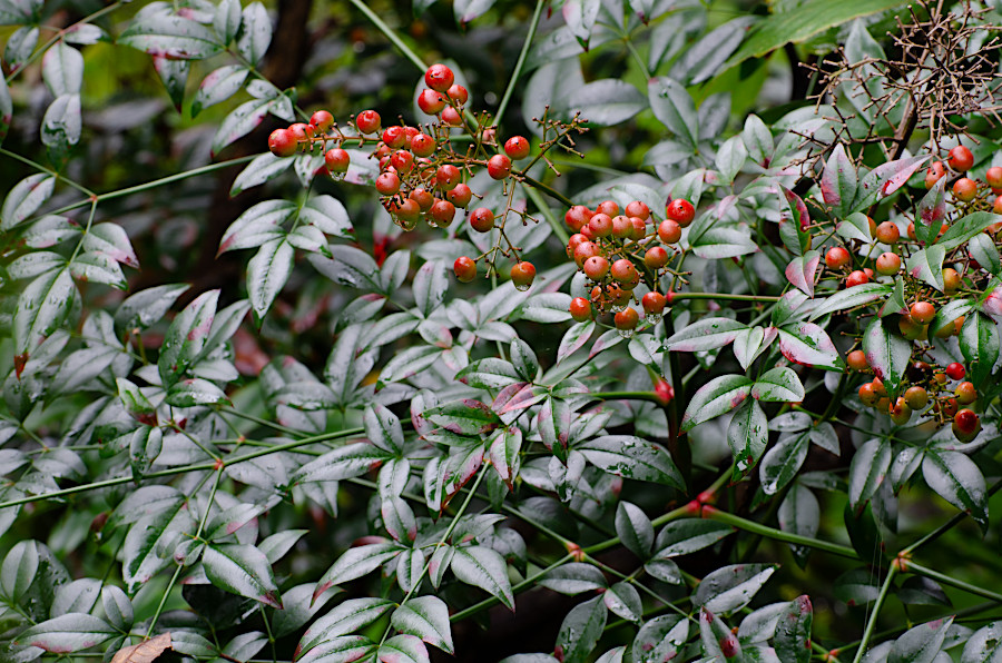 Nandina (Nandina domestica) is an invasive evergreen shrub that is still sold to gardeners by nurseries