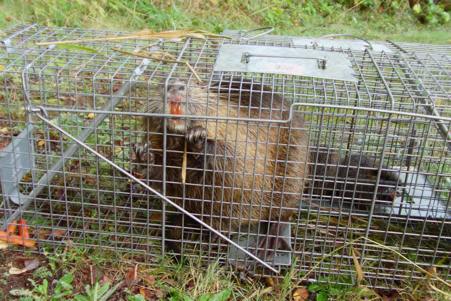 traps are baited with carrots and apples to capture nutria and prevent their spread north of the Chickahominy River