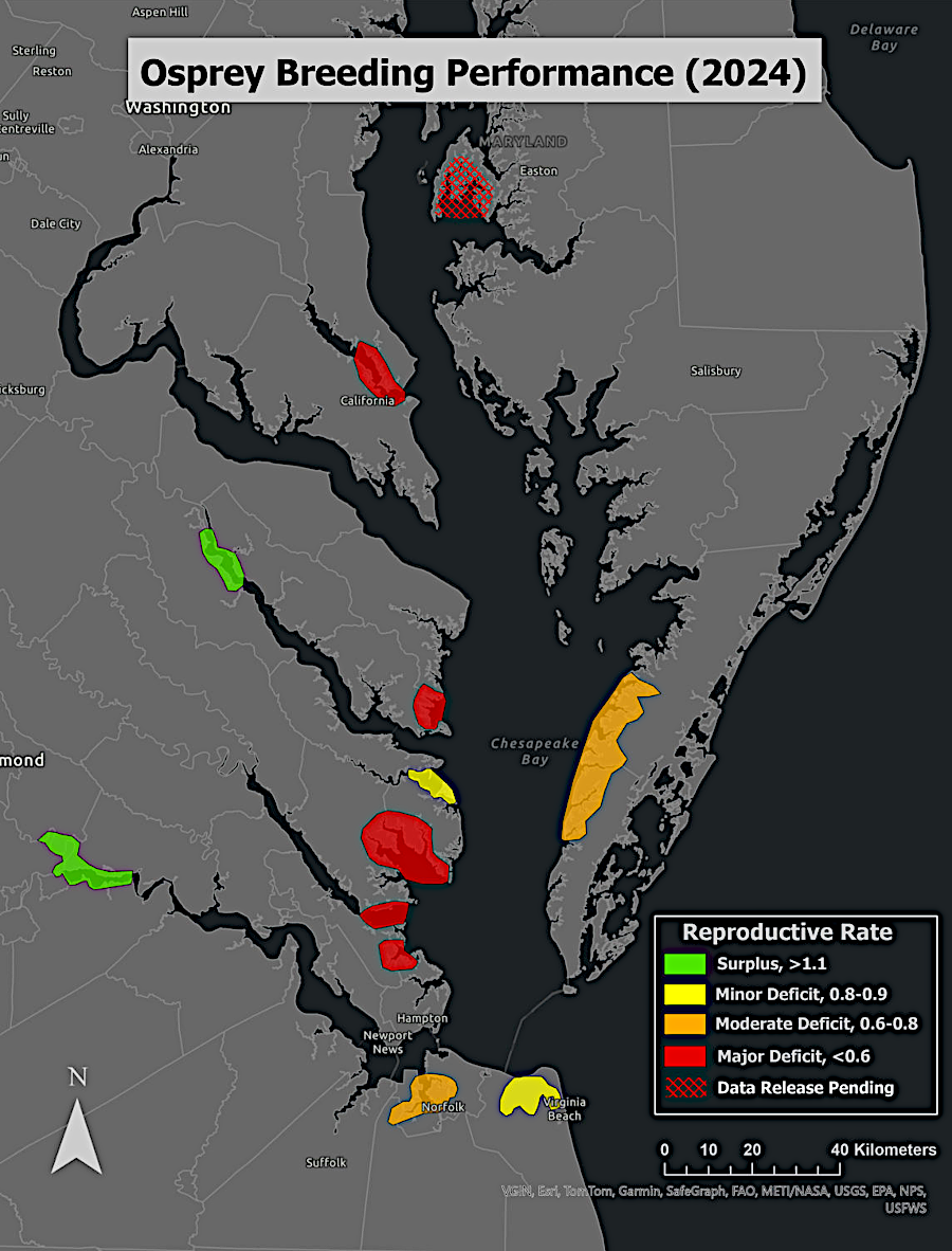 where osprey depend upon menhaden for food, nests are producing fewer chicks than required to maintain the Chesapeake Bay population