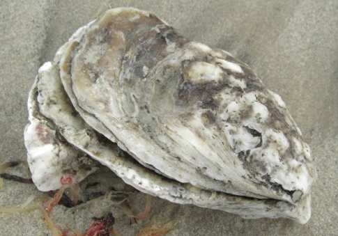 oyster with hard shell of calcium