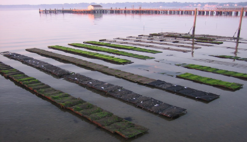 most Virginia aquaculture operations involve raising oysters in cages, where predation can be controlled easier than placing oysters on a reef