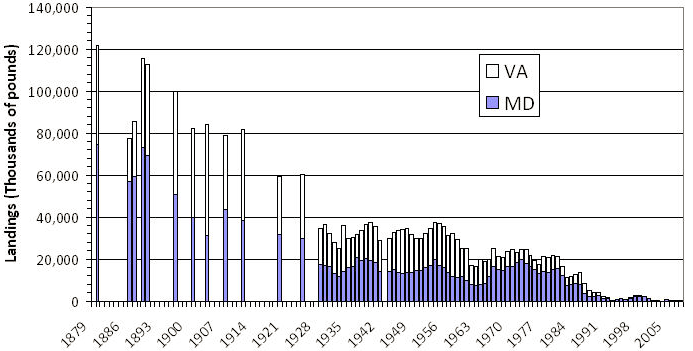 Chesapeake Bay oyster harvest has dropped dramatically in the last century