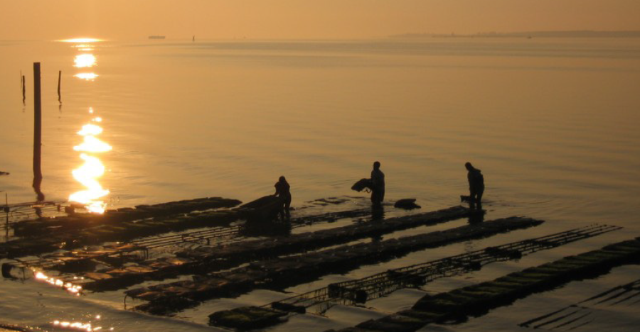 harvesting oysters used to require a boat and tongs/dredge, but raising oysters in cages now allows harvesting directly from docks attached to the shore