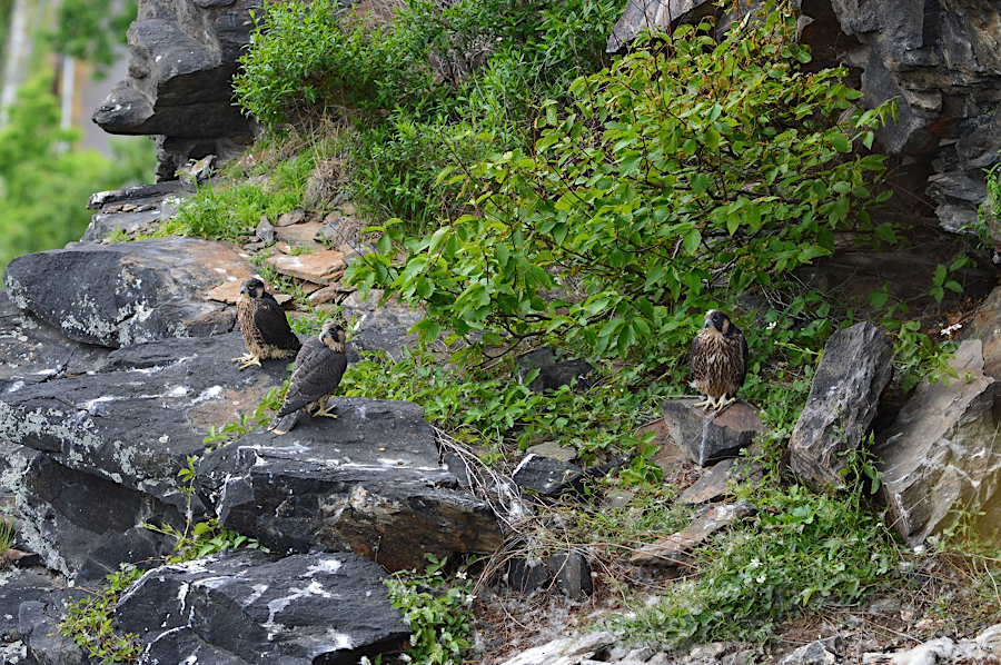 peregrine falcons are nesting and successfully raising chicks on the cliffs at Harpers Ferry