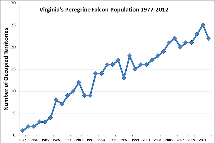 reintroduction has increased the number of peregrine falcons in Virginia