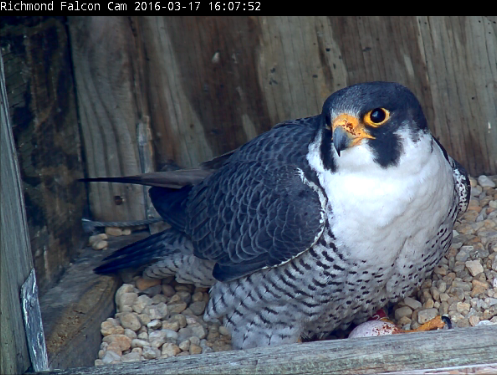 peregrine falcons nest almost annually on a ledge of the Riverfront Plaza building in Richmond