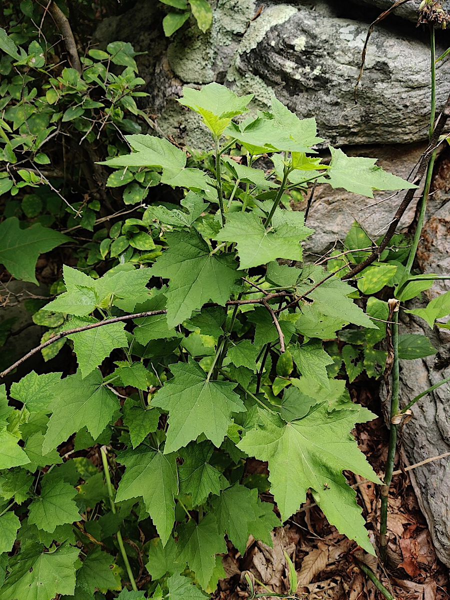 just six Peters Mountain Mallow plants were found in 2026