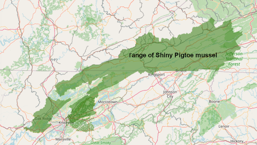 the Shiny Pigtoe mussel lives naturally only in the headwaters of the Tennessee River, and nowhere else in the world