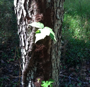 poison ivy on cherry tree, Manassas battlefield (Prince William County)