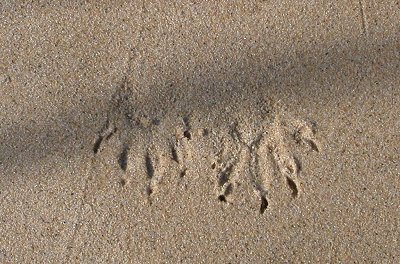 raccoon footprints (Hog Island WMA)