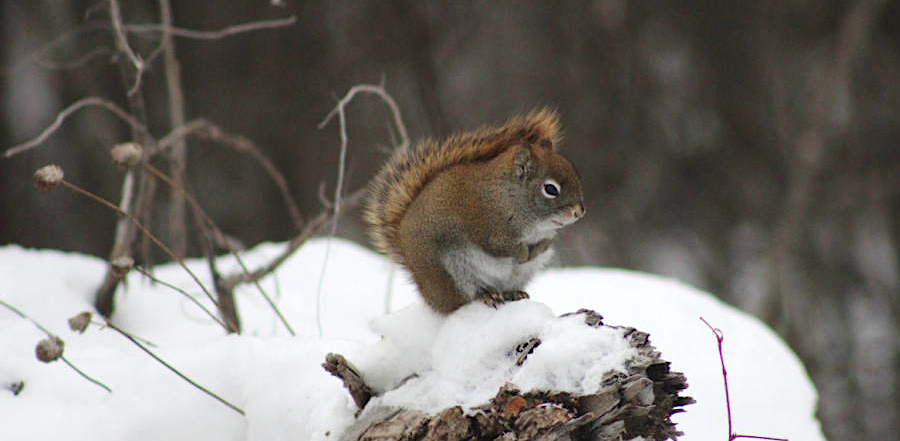 red squirrels (Tamiasciurus hudsonicus) prefer coniferous forests