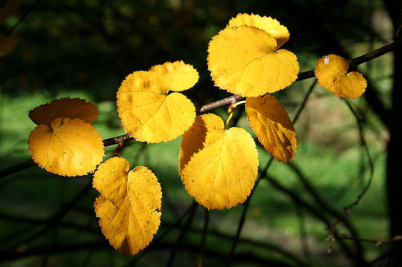 not surprisingly, the shape of the round-leaved birch leaves are distinctive