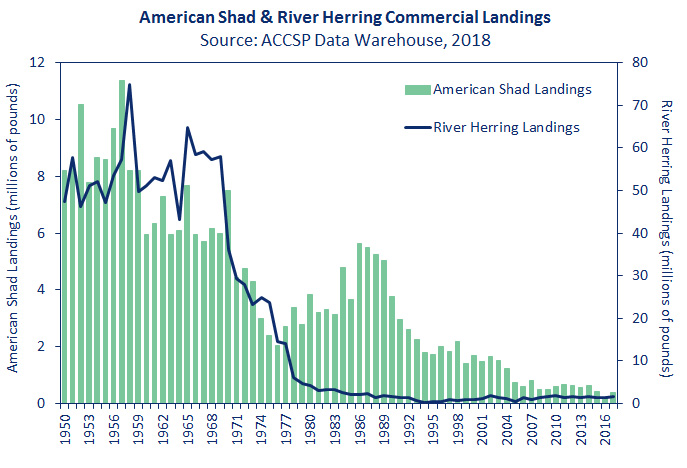 excessive harvest and habitat alteration dramatically reduced shad/river herring populations, forcing an end to most commercial harvest