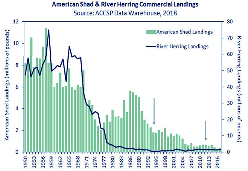 shad populations have plummeted