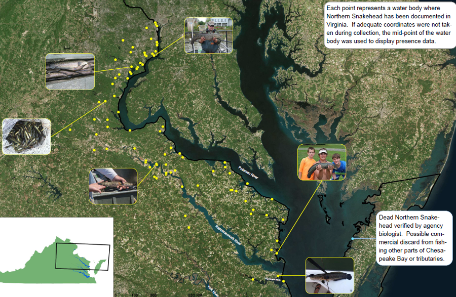 snakehead fish expanded their known range between 2004-2015, reaching the Rappahannock River