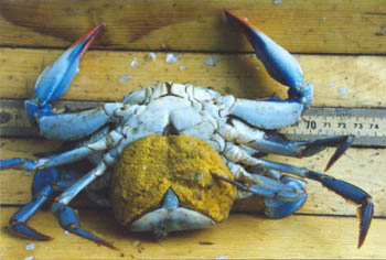 sponge crab - female blue crab with eggs