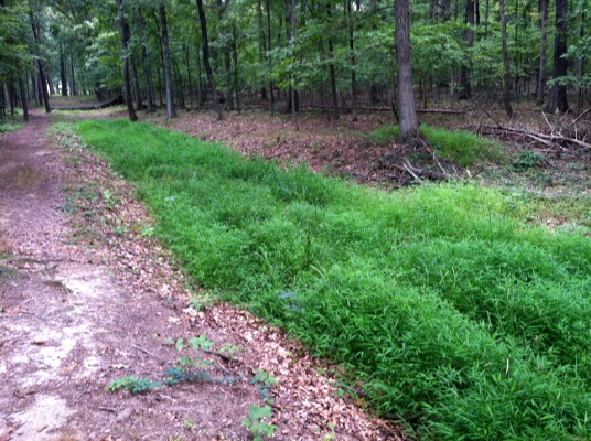 Japanese stiltgrass (Microstegium vimineum) is a non-native, invasive species that provides little/no food value to native animals in Virginia (Manassas battlefield, Prince William County)