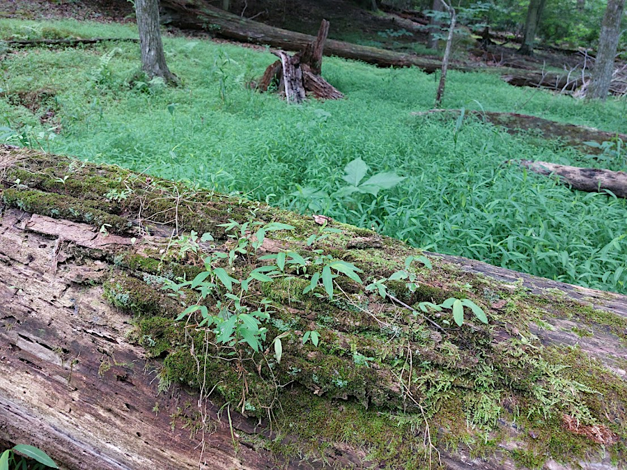 Japanese stiltgrass (Microstegium vimineum) can sprout on rotting logs