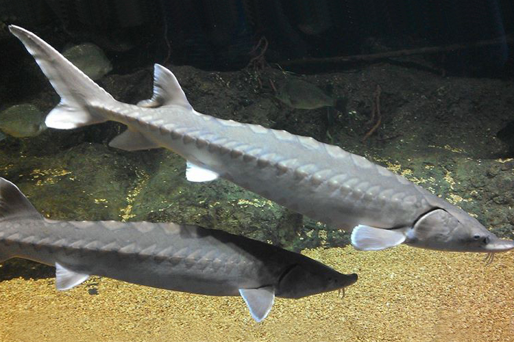 Atlantic sturgeon have five rows of bony plates (scutes)
