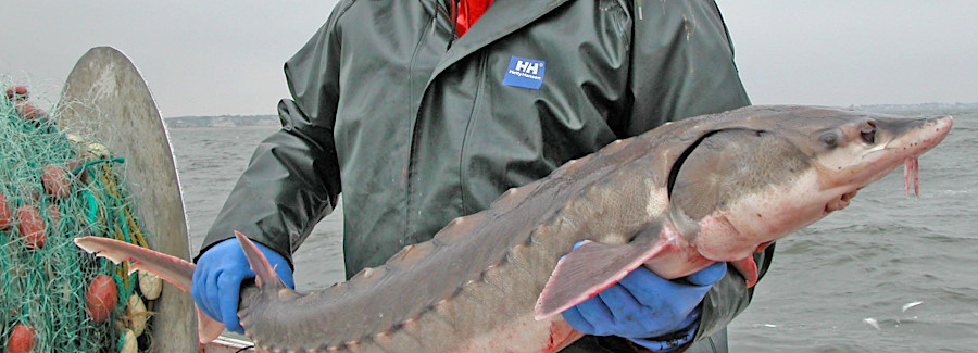 Atlantic sturgeon caught in the Chesapeake Bay