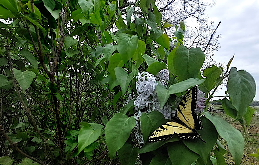 Eastern tiger swallowtail (Papilio glaucus) on lilac flowers