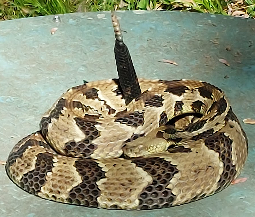 timber rattlesnake rattling its tail at Bull Run Mountains Natural Area Preserve